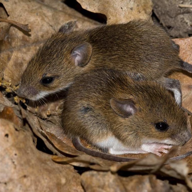 Уничтожения мышей в частном доме в Находке?