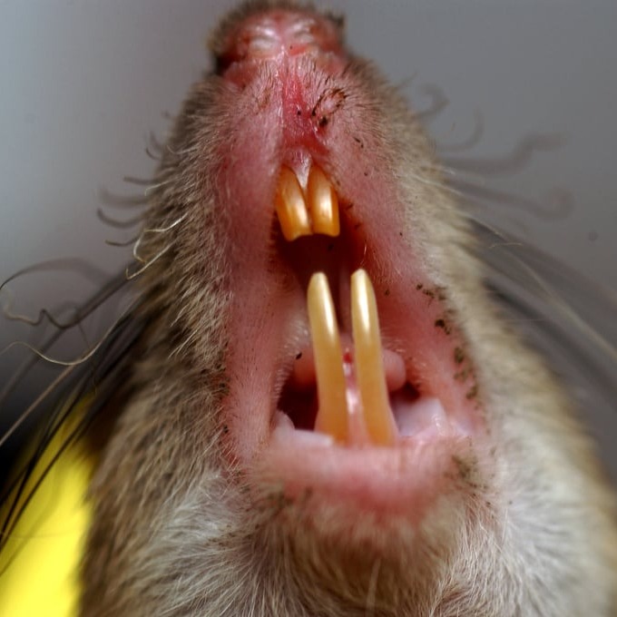 Дератизация крыс в Находке?